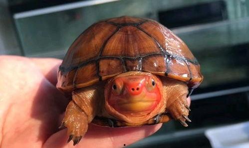 国产红面蛋龟养法视频,视频教程详解